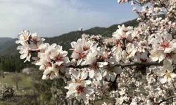 Antalya'da badem ağaçları çiçek açtı, doğada renk cümbüşü yaşanıyor