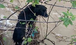 Dereye düşen köpek zorlu operasyonla kurtarıldı