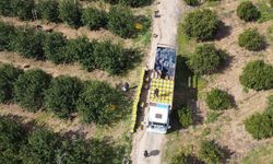 Dikenli limon üreticinin yüzünü güldürdü