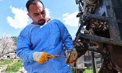 Gündoğmuşlu üreticilerin büyükbaş hayvanlarına tırnak bakım desteği