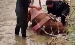 Sulama kanalına düşen ineği itfaiye kurtardı