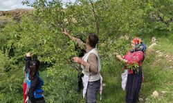 Turfanda çağla hasadı erken başladı
