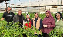 Aksu'da örtü altı tarımda yıllık yaklaşık 370 bin tonluk rekoltenin tamamı kadın çiftçilerin emeğiyle üretiliyor