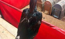 Alanya'da horoz dövüşüne jandarma baskını: 11 kişiye 143 bin TL ceza