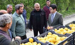 Arsuz'da limon hasadı başladı