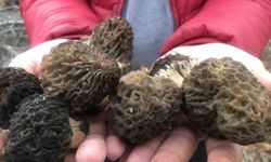 Bin 800 rakımlı dağlardan toplanıp kilosu bin 500 liradan satılıyor