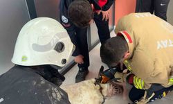 Boynuna zincir sıkışan köpeğin imdadına itfaiye yetişti