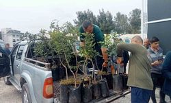 Büyükşehir'den Alanya'nın coğrafi işaretli keçiboynuzuna destek