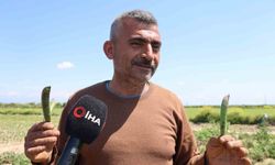 Kozan bezelyesi görünümüyle Karadeniz hamsisine benzetildi