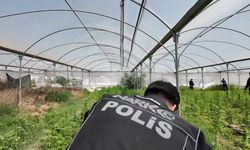 Mersin'de seraya baskın: Binlerce kök Hint keneviri ele geçirildi