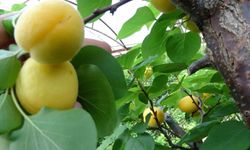 Örtü altında turfanda kayısı hasadı başladı