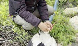 Saçmaların hedefi olan leyleğe kuş gözlemcisinden ilk yardım