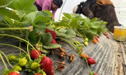 Tarla ile market rafları arasındaki farka üretici bile inanamıyor