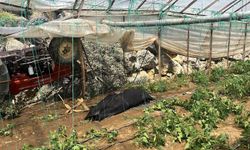 Traktör yol kenarındaki seraya devrildi: 1 ölü