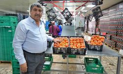 Domateste üretim planlaması fiyat dengesinin anahtarı