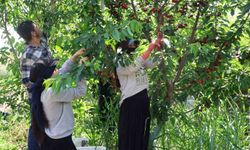 İspanyol kirazı Adana'dan Avrupa'ya ihraç ediliyor