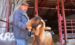 Kahramanmaraş'ta kurbanlık fiyatlarında esnaftan indirim kararı