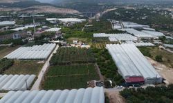 Turfanda 'sarıkız' hasadı başladı: Kilosu 100 TL'den alıcı buldu