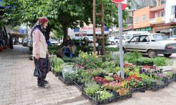 Yayla sezonu öncesi ata tohumu fidelerine yoğun talep