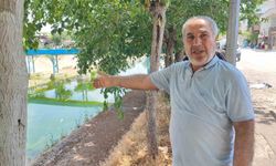 Adana'da sivrisinek istilasına vatandaş tepkisi: 'Çocuklarımız yara içinde kaldı'