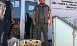 Kuş denetiminde kafeslerdeki keklik ve papağanlara el konuldu