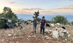 Mersin'de kayıp 40 küçükbaş dronla bulundu