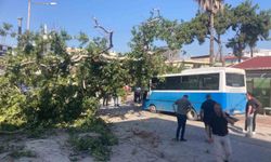 Osmaniye'de çınar ağacı, halk otobüsünün üzerine düştü: Saniyelerle kurtuldu