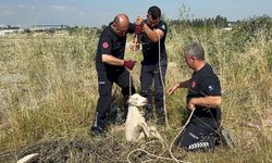 Otlarken kanalizasyon çukuruna düşen oğlak, çıkardığı sesle kurtuldu
