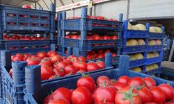Sebze halindeki domatesin fiyatı 15 TL'ye düştü