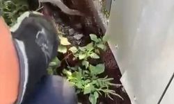 Ağa dolanarak mahsur kalan yılanı itfaiye kurtardı