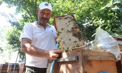 Günler süren yağışlarla birlikte açan çiçekler arıları sevindirirken bal hasadı yüz güldürdü