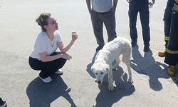 Mahsur kalan köpeğin sesini sadece o duydu, kurtarıldığında gözyaşlarına boğuldu