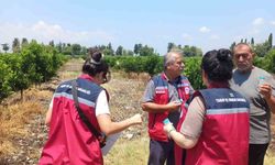 Narenciye bahçelerinde faydalı böcek salımı yapıldı