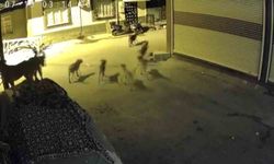 Sürü halindeki köpeklerden korkan kedi, pencere demirine tırmandı