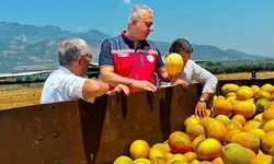 Tescilli Kırıkhan kavununda hasat devam ediyor