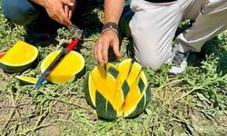 'Tropical Sunshine' üreticinin yüzünü güldürüyor