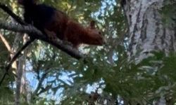 Yayla evinin bahçesine inen sincap yiyecek ararken görüntülendi