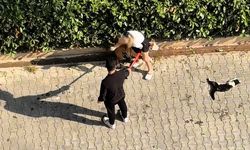 Ağızlıksız gezdirilen Pitbull kediyi parçaladı: Sahibi 'polisi aramayın' diye yalvardı