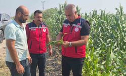 Antakya'da mısır hasadı devam ediyor
