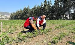 Antakya'da sebze üreticisiyle sahada istişare edildi