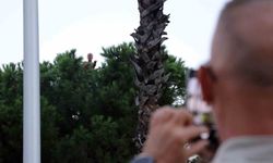 Bunalıma girip çam ağacına tırmandı, sıcaktan da bunalınca suyla ikna edildi