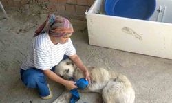 Çoban köpeğini tüfekle vurup sakat bıraktılar