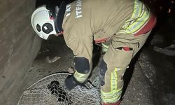 İskenderun ve Arsuz'da mahsur kalan hayvanlar kurtarıldı