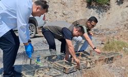 Kahramanmaraş'ta kaçak saka kuşu avına operasyon: 175 kuş kurtarıldı