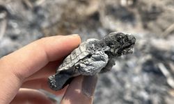 Kumsalda yakılan ateş denize ulaşmaya çalışan yavru carettayı yakıp telef etti