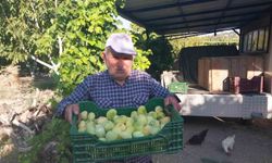 Mersin'de incir hasadı başladı