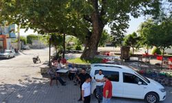 Osmaniye'de 260 yıllık çınar yaz sıcağında doğal klima oluyor