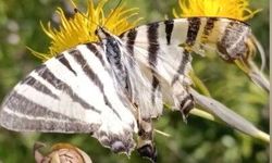 Osmaniye'de zebra kırlangıç kuyruklu kelebek görüntülendi