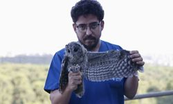 Ebeveynlerinin terk ettiği 3 Alaca Baykuş'un rehabilitasyonu tamamlandı