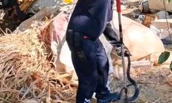 Evin bahçesine giren 2 metrelik yılan korkuttu